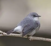 Mauritius grey white-eye