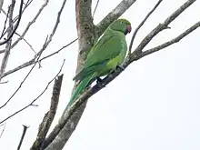 Photo of a green parrot on a branch