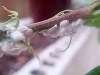 Mealybugs on Hibiscus plant.