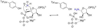 Arrow pushing mechanism for the reaction catalyzed by ATase.