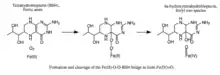 Formation and cleavage of a Fe(II)-O-O-BH4 bridge..