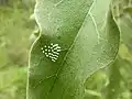 Eggs of M. polymnia