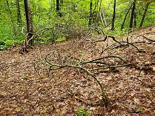 Rhododendron bush