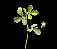 Leaves and flowers