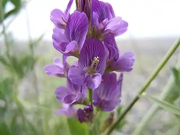 Alfalfa flowers with staminal column of central flower tripped