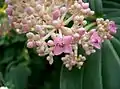 Flowers of Medinilla speciosa