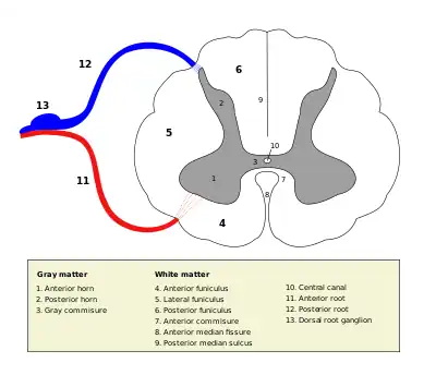 Medulla spinalis