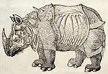 Rhinoceros woodcut