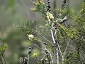 In the Gibraltar Range National Park