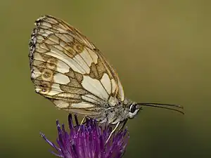 Female underside