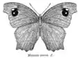 Upperside pattern