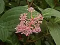 Blossoms and leaves of Medinilla speciosa