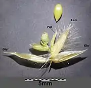 Spikelet