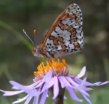 A butterfly with light brown and white bands on its wings sits on a purple flower.