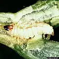 Larva