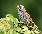 Song sparrow (Melospiza melodia)