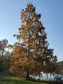 Mature tree in autumn, with browning foliage