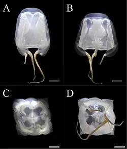 Meteorona kishinouyei