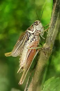 Image 8Roesel's bush-cricketPhoto credit: Richard BartzA male Roesel's bush-cricket (Metrioptera roeseli), a European bush-cricket named after August Johann Rösel von Rosenhof, a German entomologist. Its song is very similar to that of Savi's Warbler. Its body length as an adult insect is 15 to 18 mm. It is brown with a pale margin to the sides of the pronotum. Its forewings usually reach midway along its abdomen at rest. However there is a macropterous form of this insect (f. diluta), in which the wings reach beyond the tip of the abdomen. This form appears predominantly during hot summers and enables the species to extend its geographical range rapidly while conditions are suitable; such migrations may also be in response to local overpopulation.More selected pictures