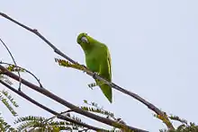 Mexican parrotlet (Forpus cyanopygius)