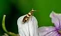 Germany, Suebian Jura Micropterix rothenbachii