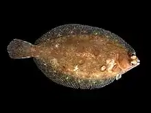 Lemon sole, Microstomus kitt