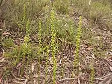 Microtis parviflora (habit)