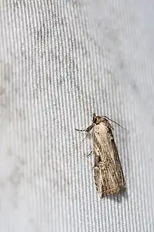 Photograph of the moth on a white coth