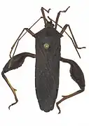 M. longicornis