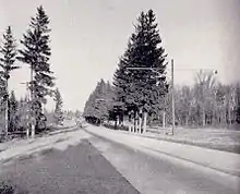 "A black and white photo of a rural area. A divided road (divided by a grass centre with trees) is paved and runs from the right into the background, with several cars visible in the distance. Several tall conifers dominate the foreground."