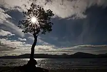 Backlit photo of a tree on the bank of a lake. The sky is blue and partly cloudy, there are hills in the background of the photo. The tree is in the middle of the photo, with a lensflare cutting through the barren branches of the tree.