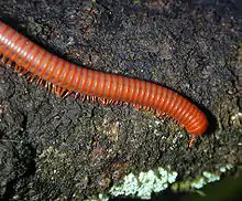 Trigoniulus corallinus walking across a rock surface