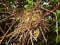 Nest