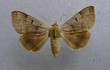 Brown underwingMinucia lunarisCatocalinae