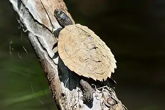 Mississippi map turtles (Graptemys pseudogeographica kohnii) in situ in Big Cypress Bayou, Harrison Co., Texas (13 April 2017)