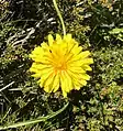 Microseris lanceolata flower, approximately 5cm wide