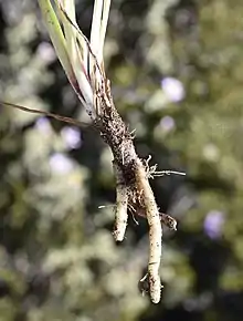 Microseris lanceolata roots, branching just below ground-level