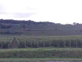 Vineyards of Gland