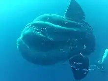 The giant sunfish is the largest bony fish, but its skeleton is mostly cartilaginous.