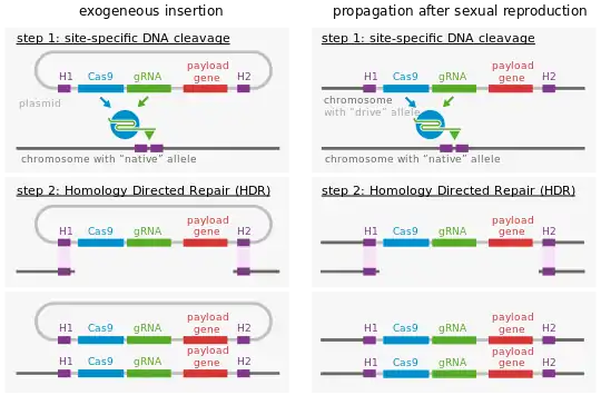 Molecular mechanism of gene drive.