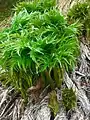 Edible green shoots emerging in Spring from dead leaf bases of previous years growth