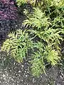 Foliage of a cultivated plant beginning to die back in late Summer, Frampton-on-Severn, Gloucestershire