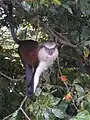 Feral mona monkey on Grenada