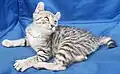 Silver spotted tabby Highlander