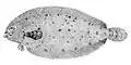 Deepwater flounder, Monolene sessilicauda