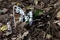 Monotropa uniflora Linné. — Indian-pipe.