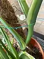 Aerial root growing into a coconut coir pole