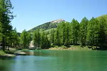 Temperate pine forests of Monte Cimone, Italy