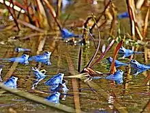 A scene of a pong with a dozen blue moor frogs scattered around the scene. They are all looking in different directions semi-submerged in the pond water.