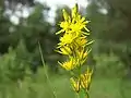 Bog-asphodel